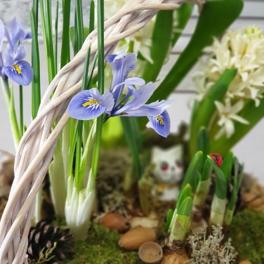 Весенняя корзина с гиацинтами, нарциссами и ирисами