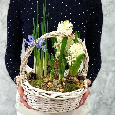 Весенняя корзина с гиацинтами, нарциссами и ирисами