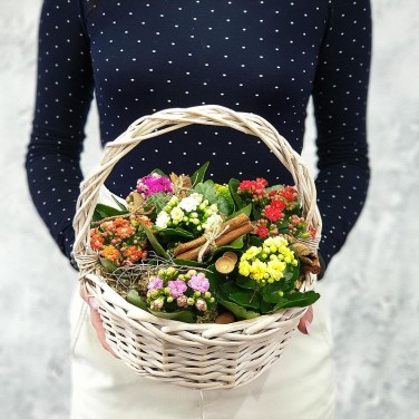 Яркая корзина с каланхое