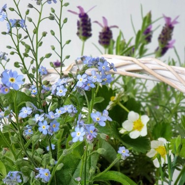 Корзина из горшечных незабудок, лаванды, гвоздики и земляники