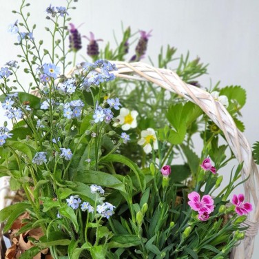 Корзина из горшечных незабудок, лаванды, гвоздики и земляники
