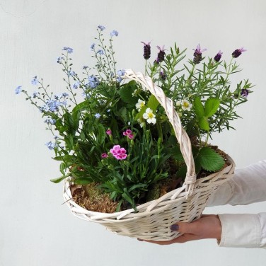 Корзина из горшечных незабудок, лаванды, гвоздики и земляники