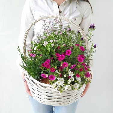Большая корзина из горшечных незабудок, гвоздики и примулы