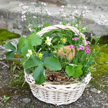 Корзина из полевых незабудок, гвоздики и  земляники
