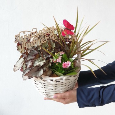 Корзина из горшечных растений с бабочкой Учителю