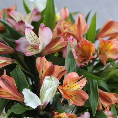 Композиция из альстромерий в кашпо Процветание