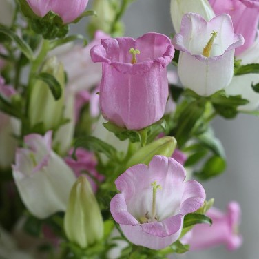 Моно-букет из колокольчиков