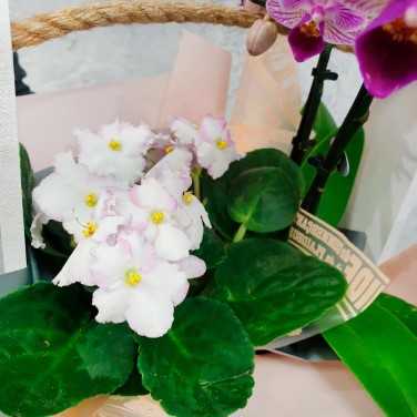 Композиция из орхидеи фаленопсиса и нежной фиалки