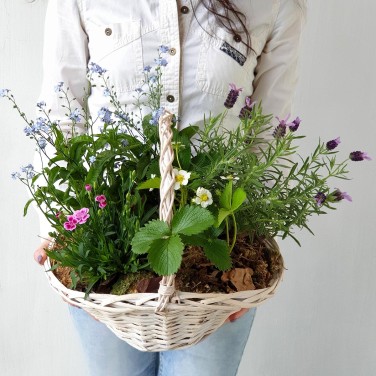 Корзина из горшечных лаванды, незабудки и гвоздики