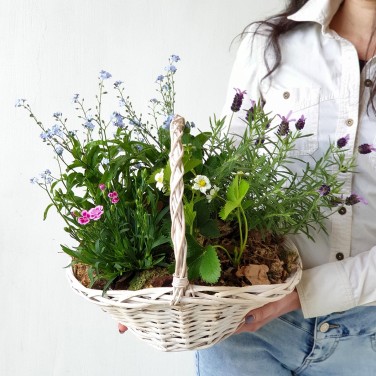 Корзина из горшечных лаванды, незабудки и гвоздики