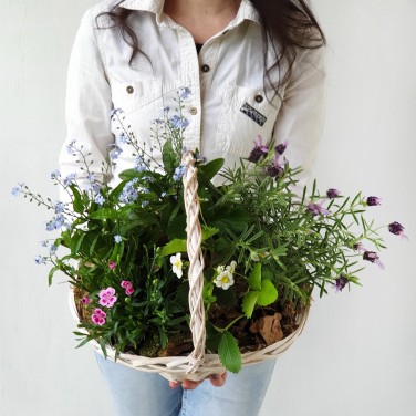 Корзина из горшечных лаванды, незабудки и гвоздики