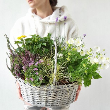 Корзина из кампанулы, лаванды и эрики
