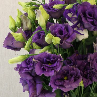 Моно-букет из 19 лизиантусов