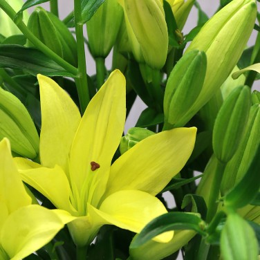 Желтая лилия 9 шт