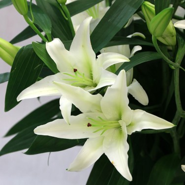Букет из 9 белых восточных лилий