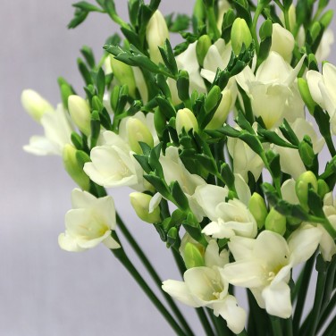 35 белых фрезий