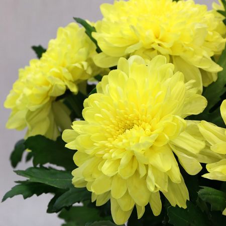 Желтые одноголовые хризантемы 9 шт