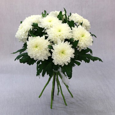 Белые одноголовые хризантемы 9 шт