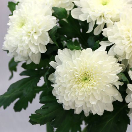Белые одноголовые хризантемы 9 шт