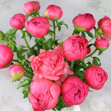 15 коралловых пионов