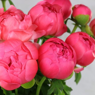 15 коралловых пионов