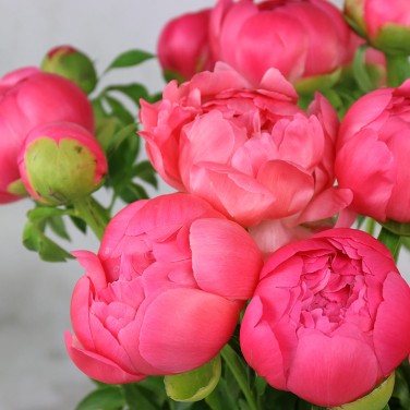 15 коралловых пионов