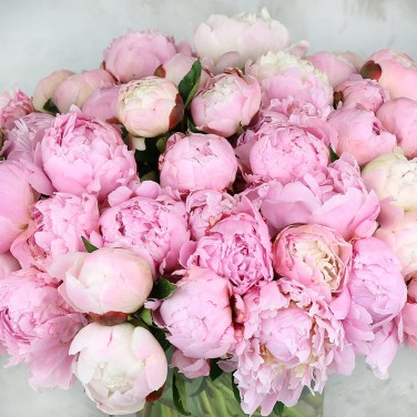 51 розовый пион