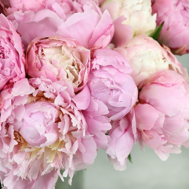 51 розовый пион