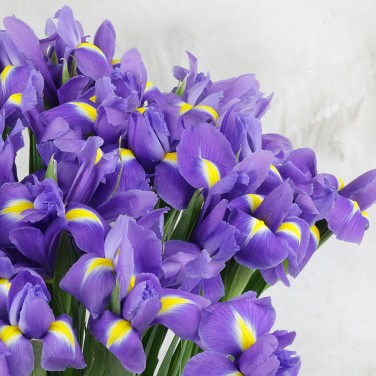 51 фиолетовый ирис