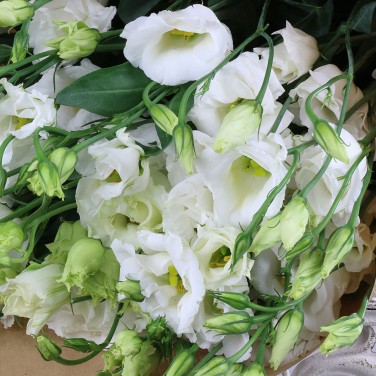 Букет из 9 белых эустом в крафте