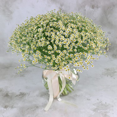 51 мелкая ромашка