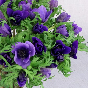 51 синий анемон