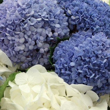Шикарный букет из 25 гортензий