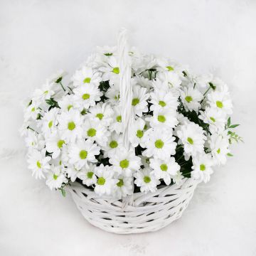 Белая ромашковая хризантема в корзине