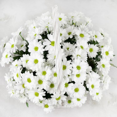 Белая ромашковая хризантема в корзине