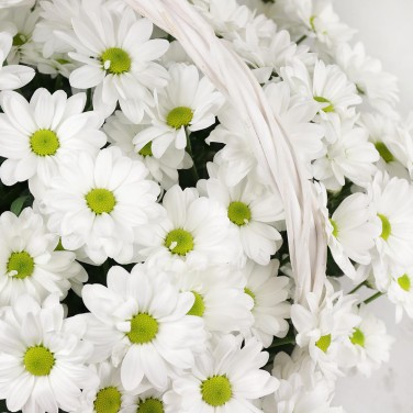 Белая ромашковая хризантема в корзине