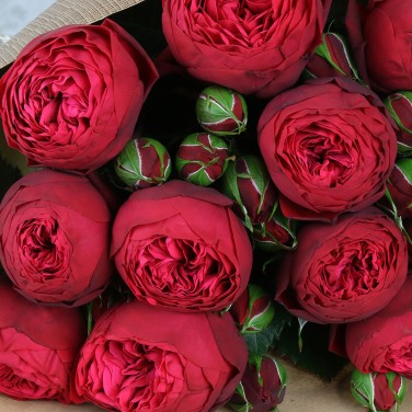 15 красных пионовидных роз в крафте