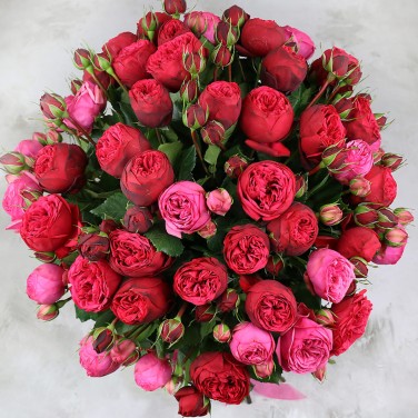 51 красная пионовидная роза