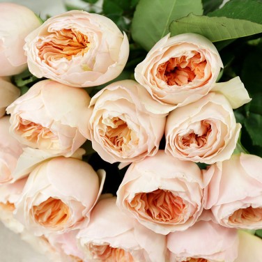 Букет из 25 пионовидных роз Джульетта