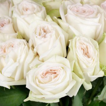 Белая пионовидная роза 25 шт