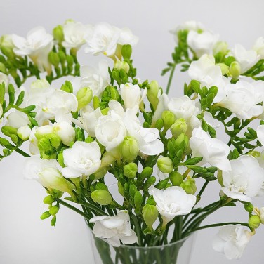 Фрезии в вазе