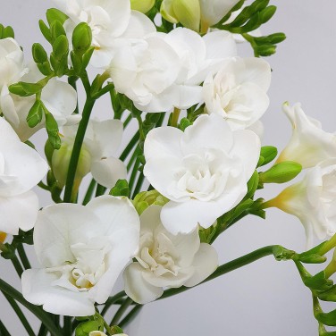 Фрезии в вазе