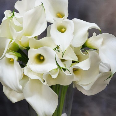 Каллы в вазе