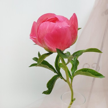 Пион коралловый