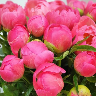 Пион коралловый