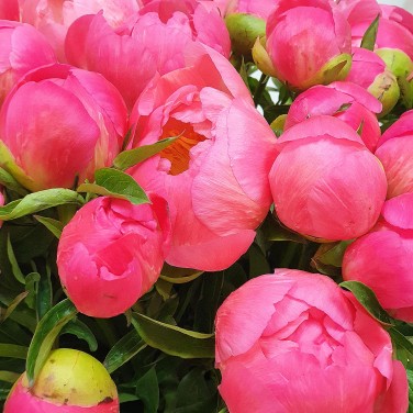 Пион коралловый