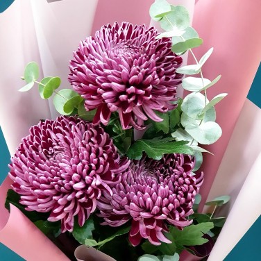 Букет из хризантем в упаковке