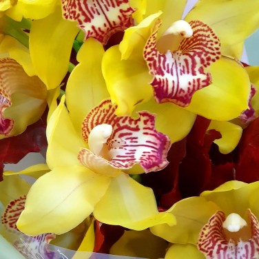 Желтая орхидея в упаковке