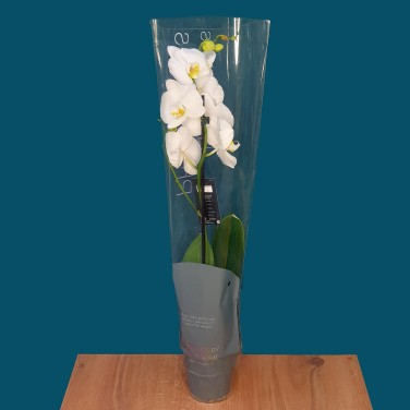 Орхидея фаленопсис в горшке 1 ствол