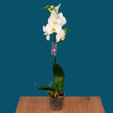Орхидея фаленопсис в горшке 1 ствол